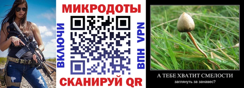 Купить  Кочубеевское  Галлюциногенные грибы Psilocybine cubensis 
